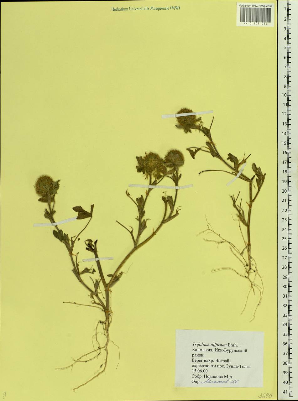 Trifolium diffusum Ehrh., Eastern Europe, Lower Volga region (E9) (Russia)