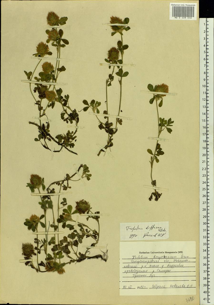 Trifolium diffusum Ehrh., Eastern Europe, South Ukrainian region (E12) (Ukraine)