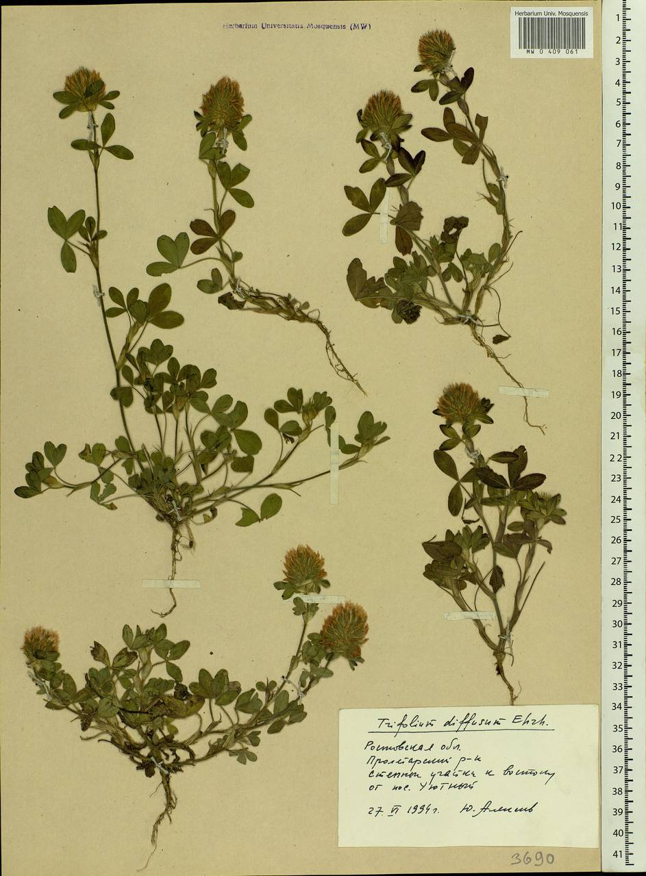 Trifolium diffusum Ehrh., Eastern Europe, Rostov Oblast (E12a) (Russia)