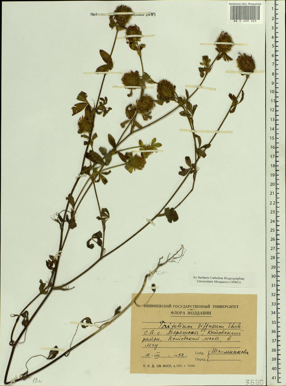 Trifolium diffusum Ehrh., Eastern Europe, Moldova (E13a) (Moldova)