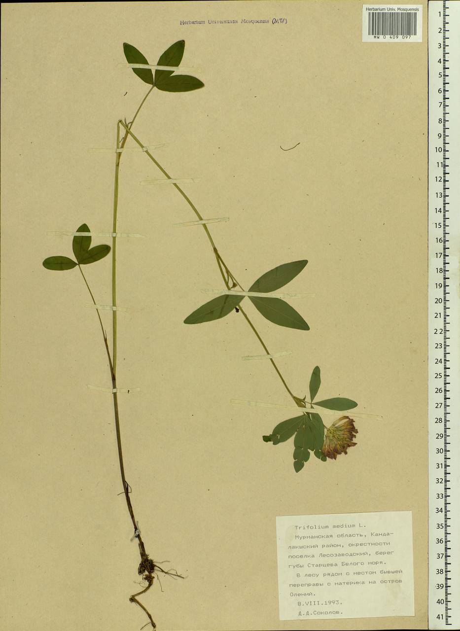 Trifolium medium L., Eastern Europe, Northern region (E1) (Russia)