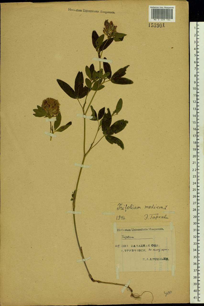 Trifolium medium L., Eastern Europe, Western region (E3) (Russia)