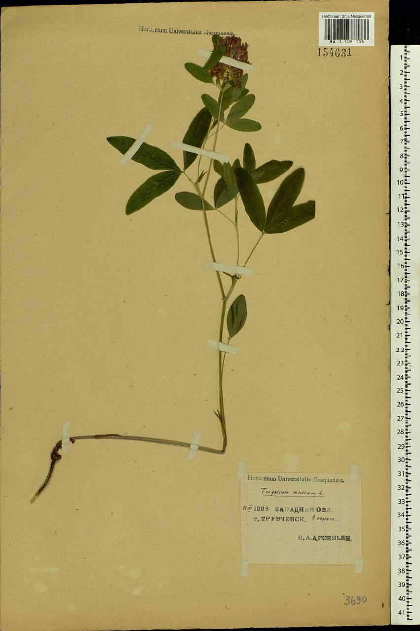 Trifolium medium L., Eastern Europe, Western region (E3) (Russia)