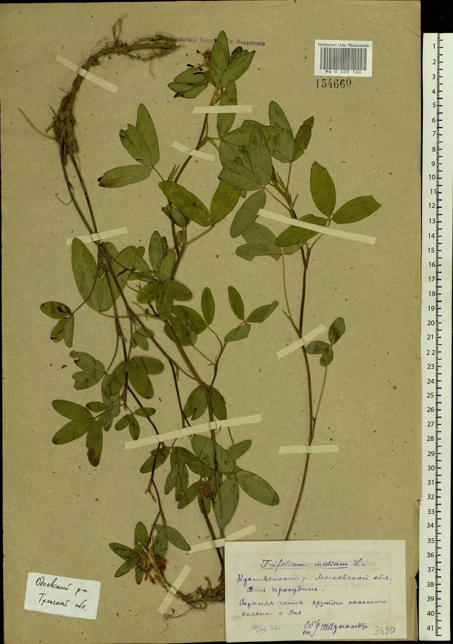 Trifolium medium L., Eastern Europe, Central region (E4) (Russia)