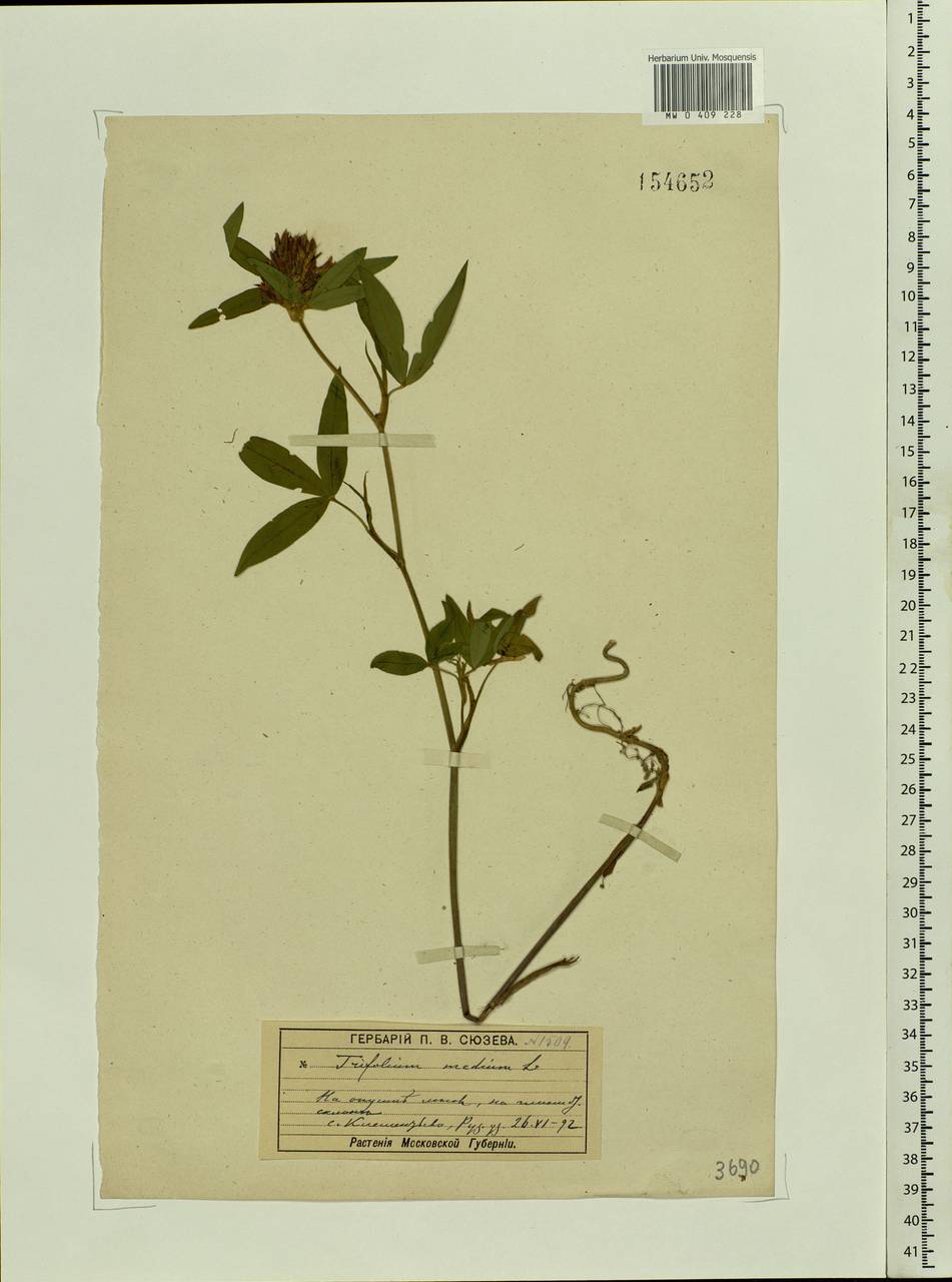 Trifolium medium L., Eastern Europe, Moscow region (E4a) (Russia)