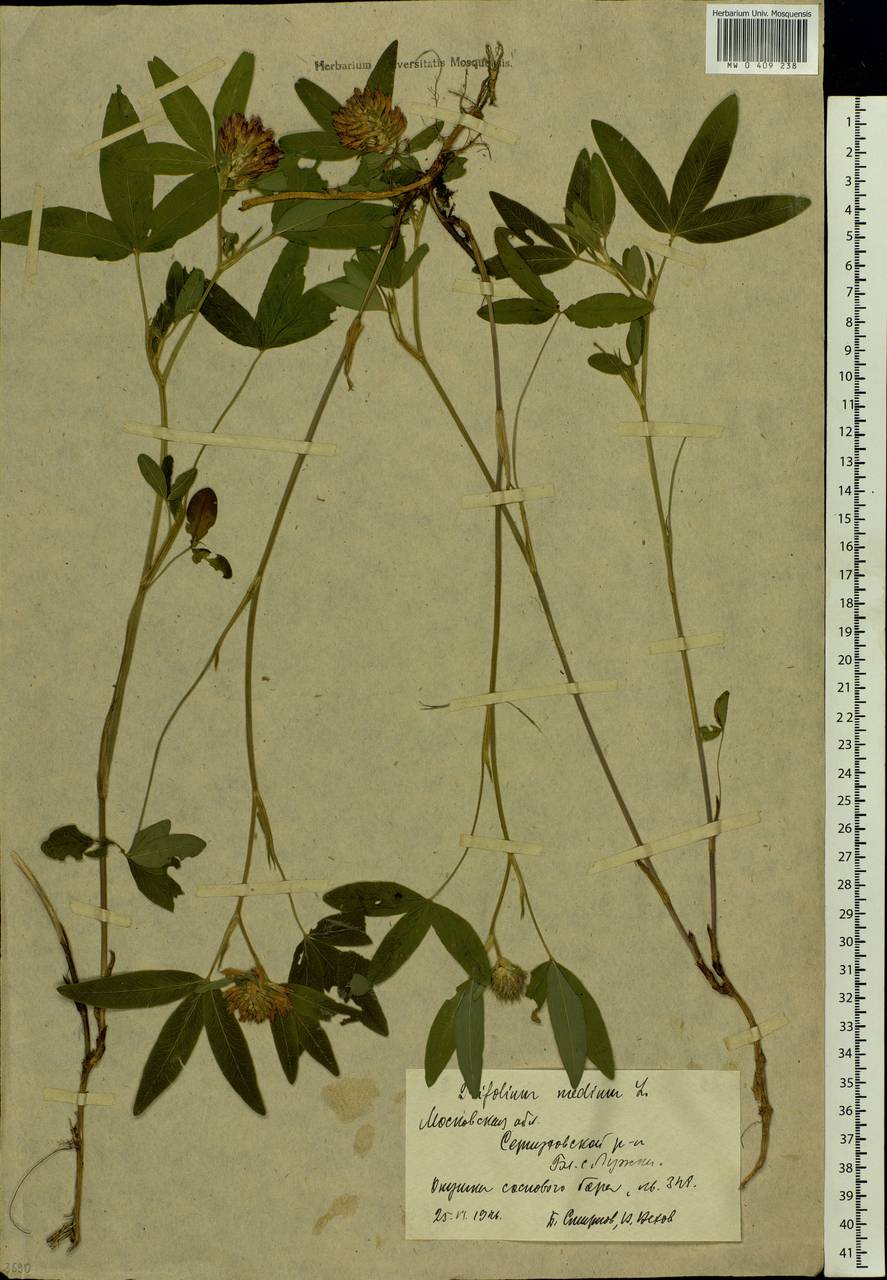 Trifolium medium L., Eastern Europe, Moscow region (E4a) (Russia)