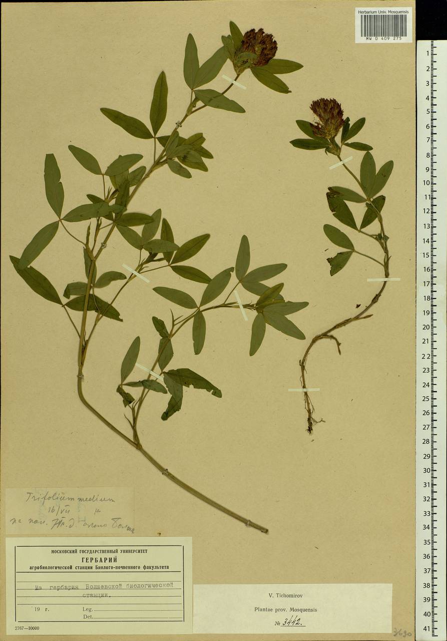 Trifolium medium L., Eastern Europe, Moscow region (E4a) (Russia)
