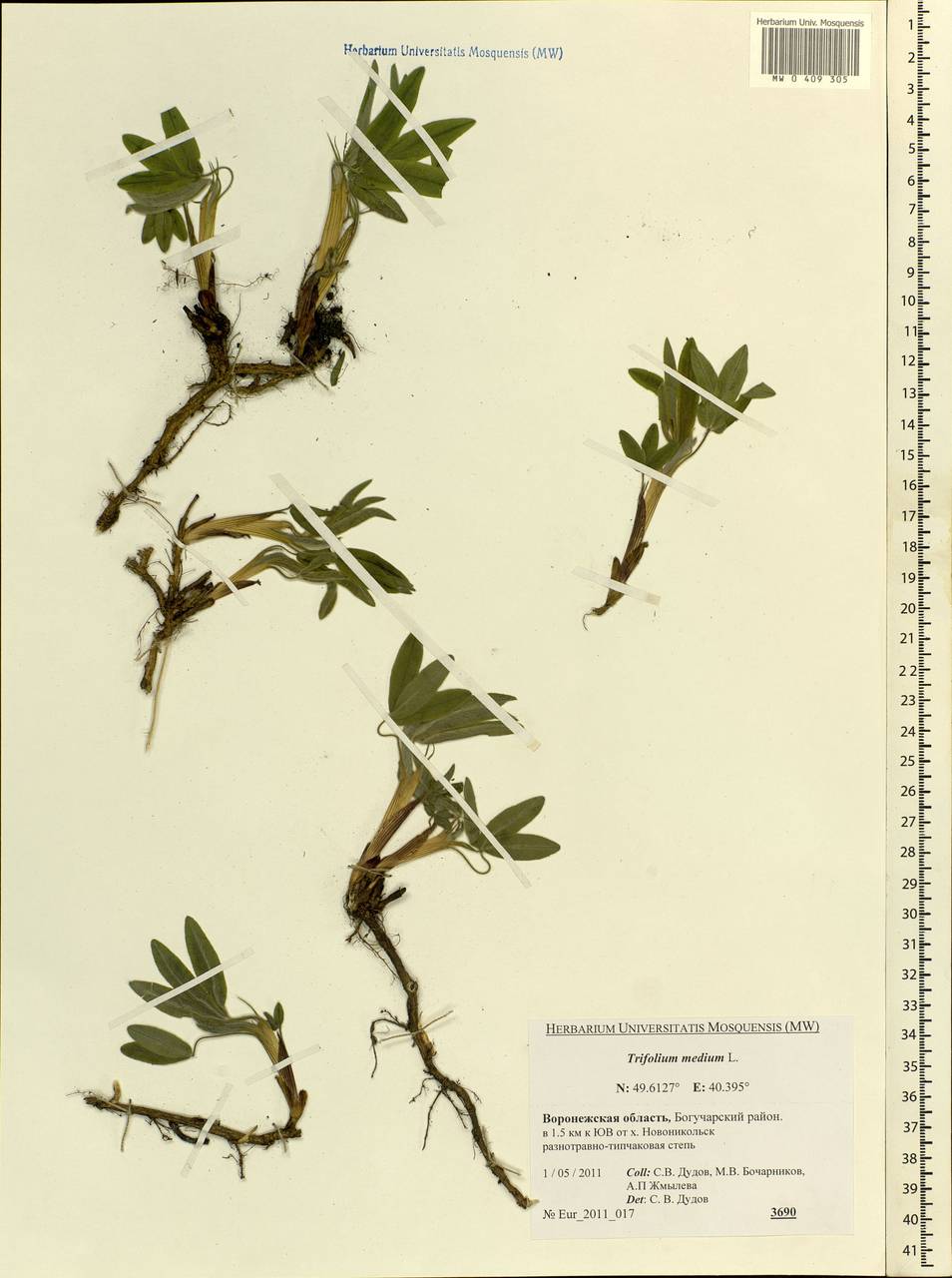 Trifolium medium L., Eastern Europe, Central forest-and-steppe region (E6) (Russia)