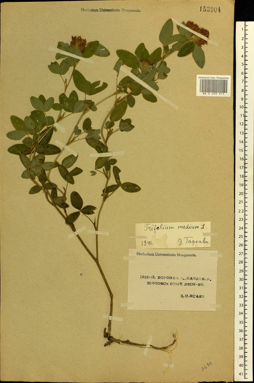 Trifolium medium L., Eastern Europe, Central forest-and-steppe region (E6) (Russia)