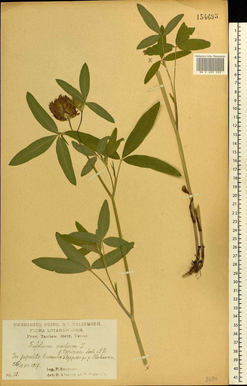 Trifolium medium L., Eastern Europe, Central forest-and-steppe region (E6) (Russia)