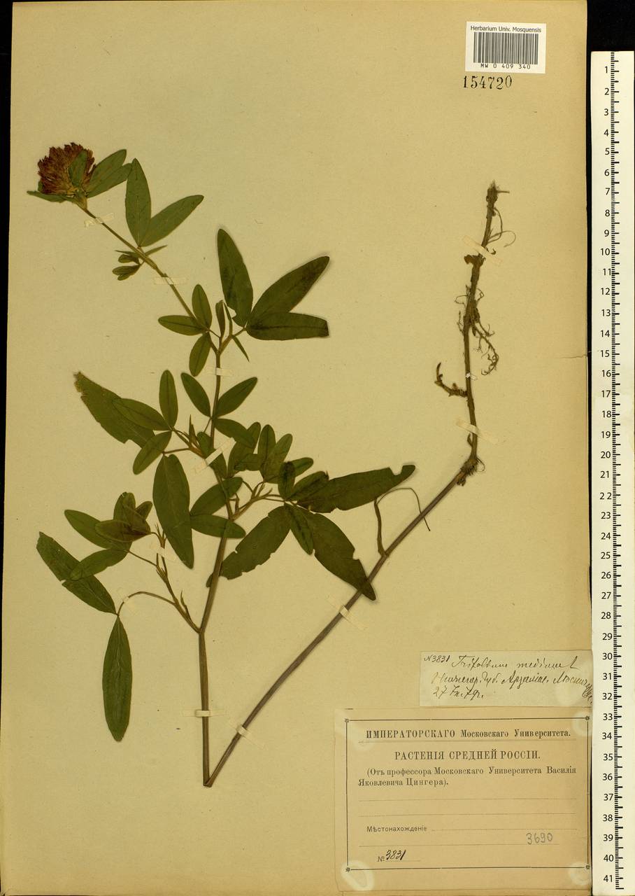 Trifolium medium L., Eastern Europe, Volga-Kama region (E7) (Russia)