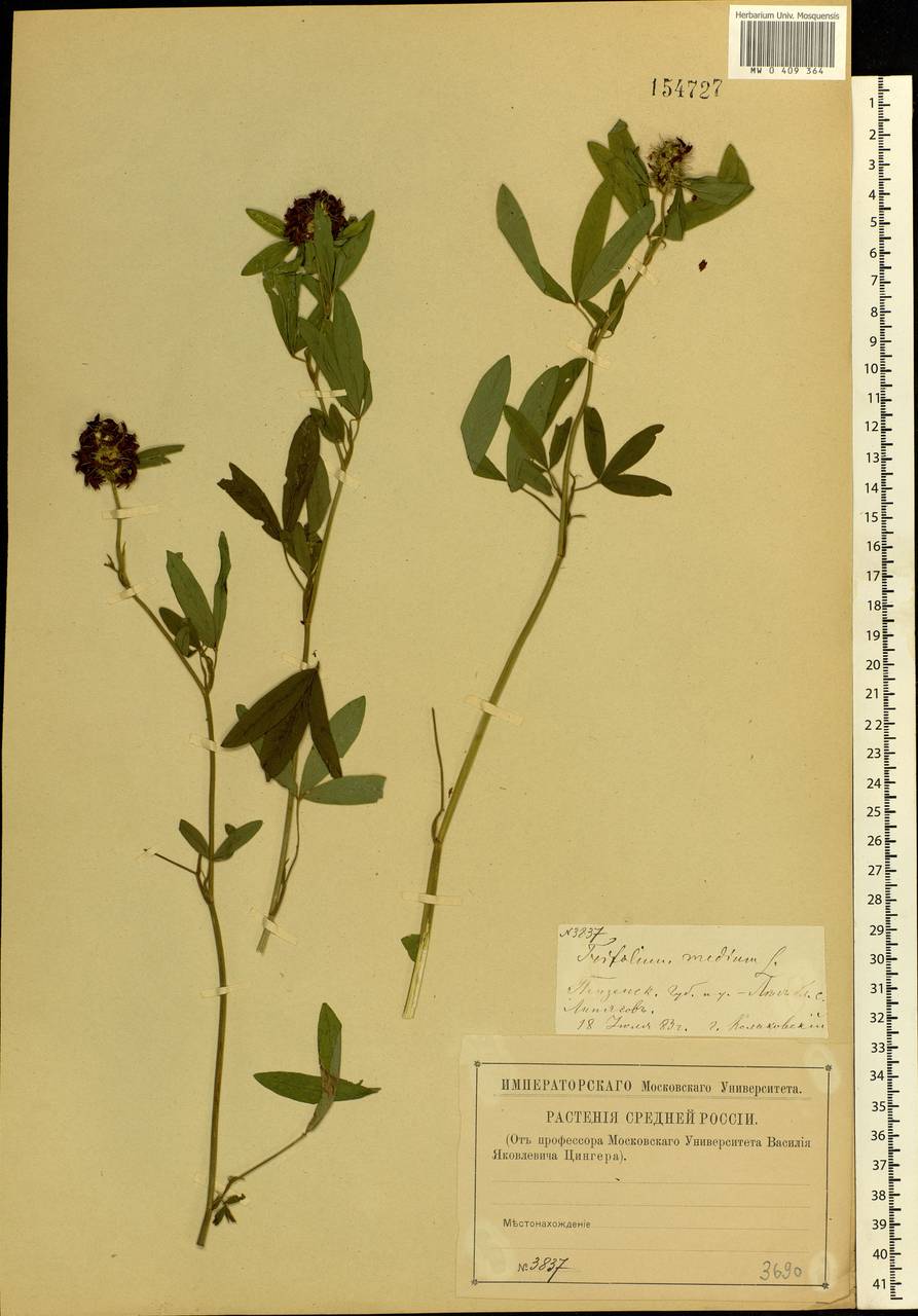 Trifolium medium L., Eastern Europe, Middle Volga region (E8) (Russia)
