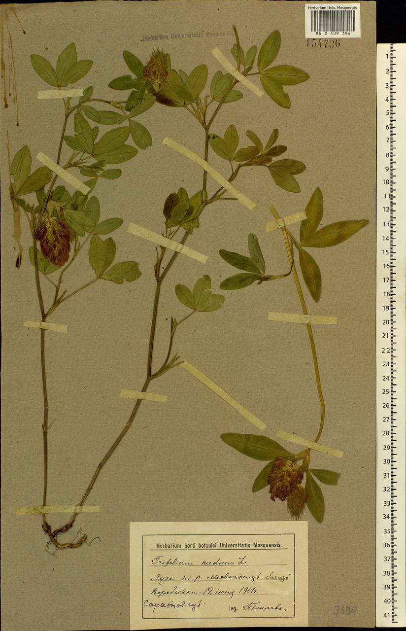 Trifolium medium L., Eastern Europe, Lower Volga region (E9) (Russia)
