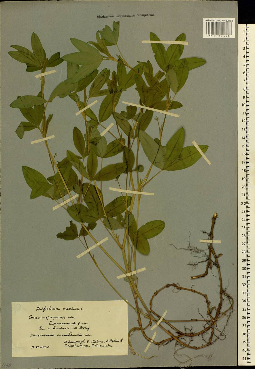 Trifolium medium L., Eastern Europe, Lower Volga region (E9) (Russia)