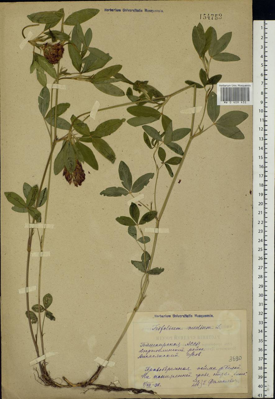 Trifolium medium L., Eastern Europe, Eastern region (E10) (Russia)