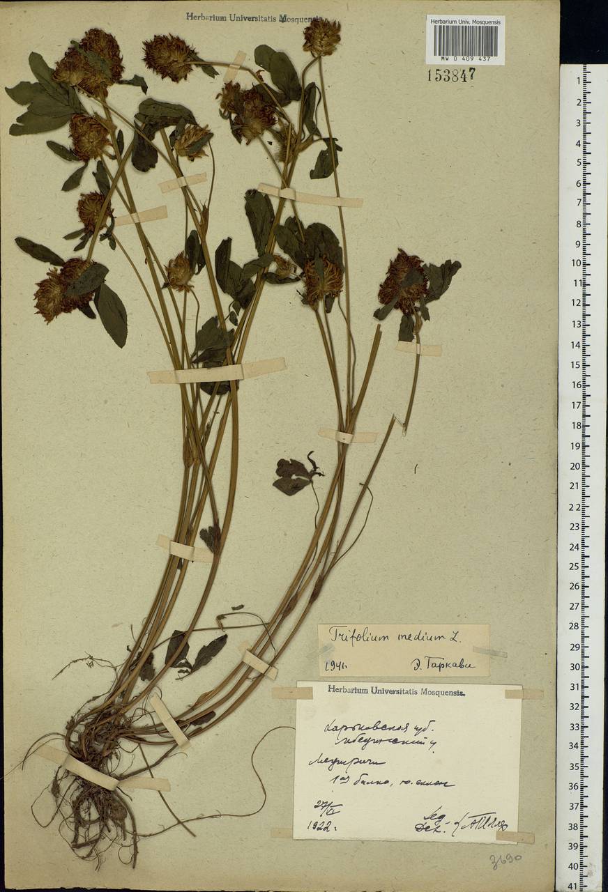 Trifolium medium L., Eastern Europe, North Ukrainian region (E11) (Ukraine)