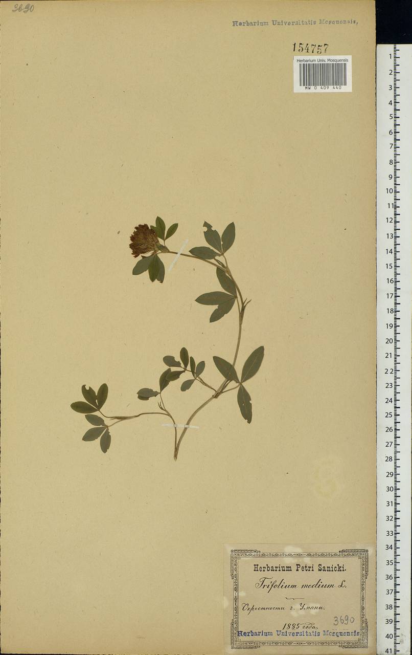 Trifolium medium L., Eastern Europe, North Ukrainian region (E11) (Ukraine)