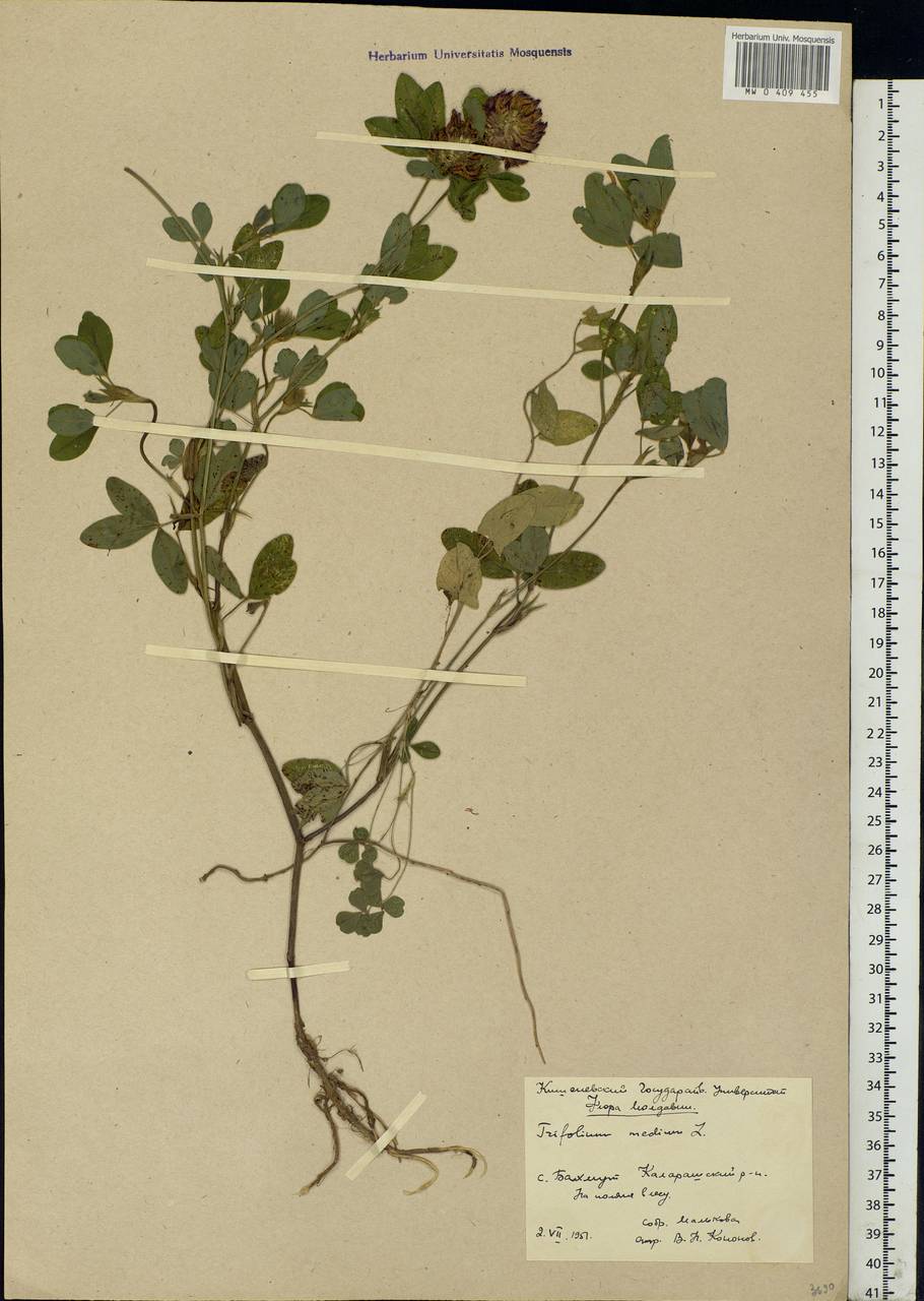 Trifolium medium L., Eastern Europe, Moldova (E13a) (Moldova)