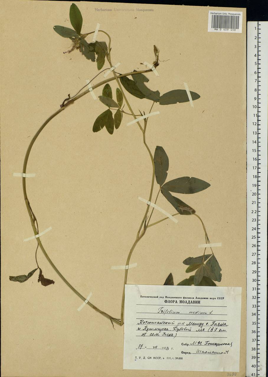 Trifolium medium L., Eastern Europe, Moldova (E13a) (Moldova)