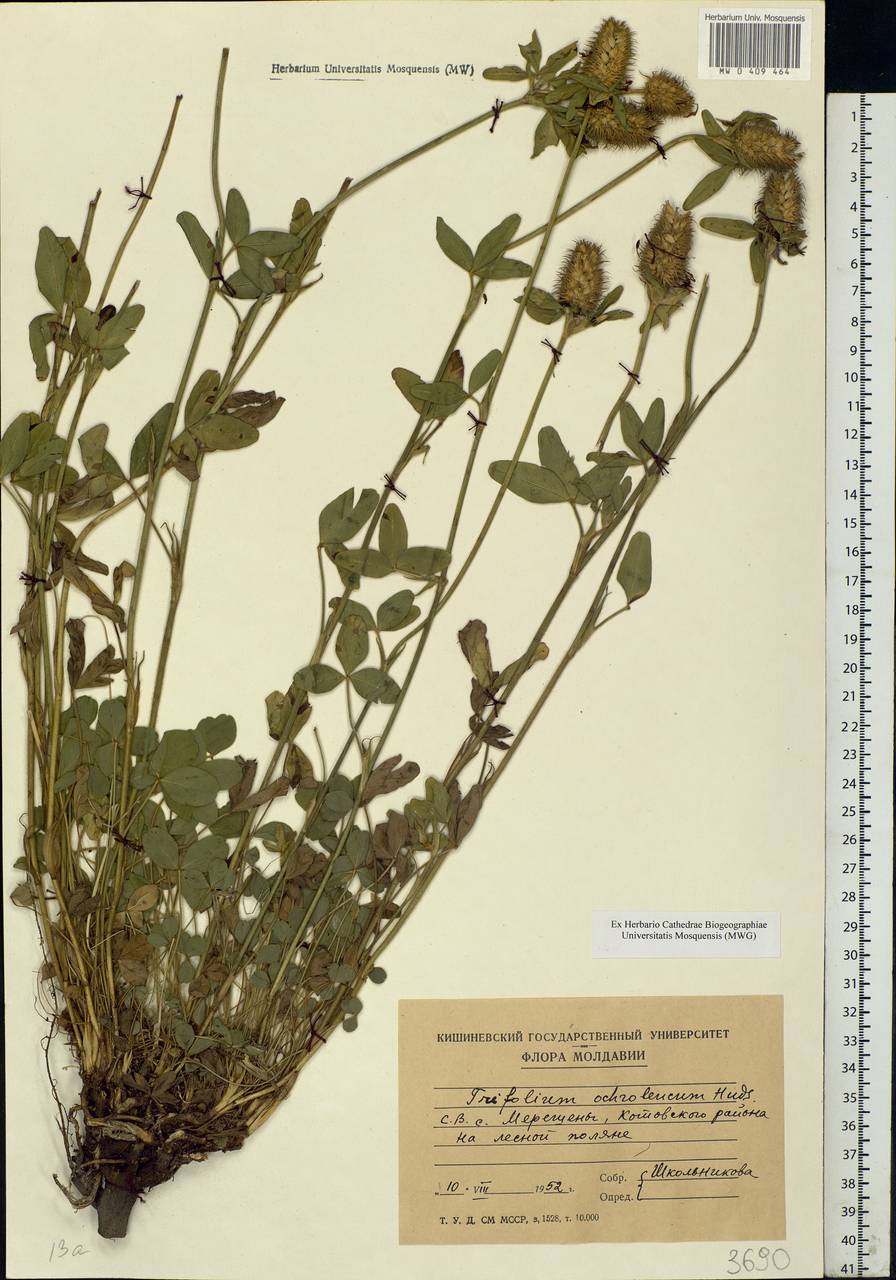 Trifolium ochroleucon Huds., Eastern Europe, Moldova (E13a) (Moldova)