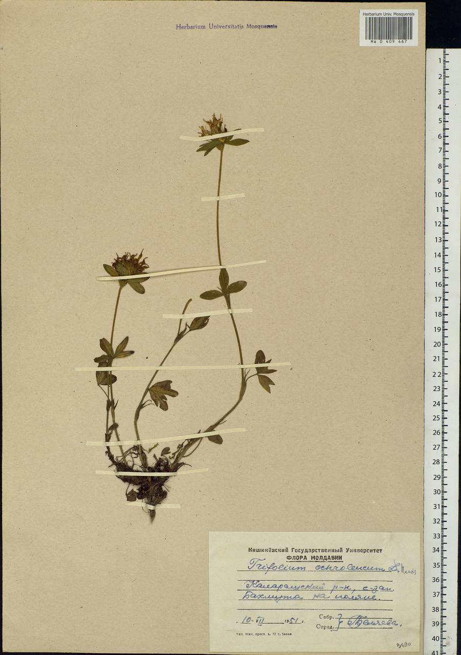 Trifolium ochroleucon Huds., Eastern Europe, Moldova (E13a) (Moldova)