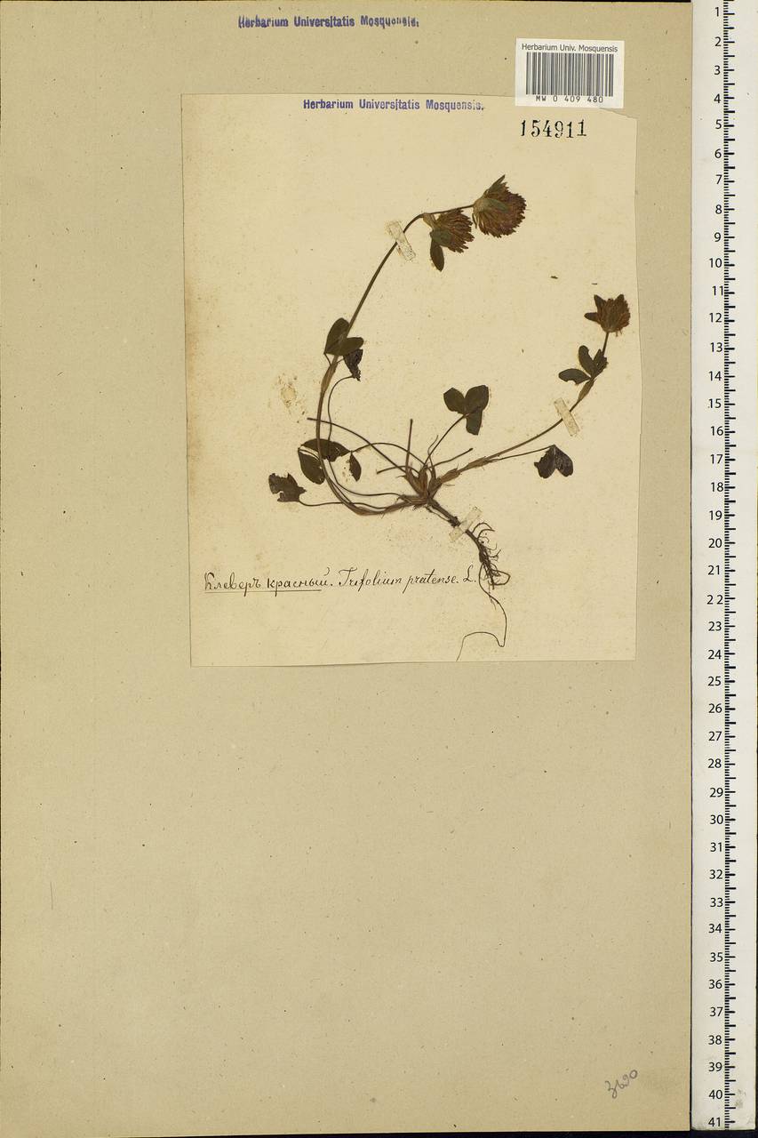 Trifolium pratense L., Eastern Europe (no precise locality) (E0) (Not classified)