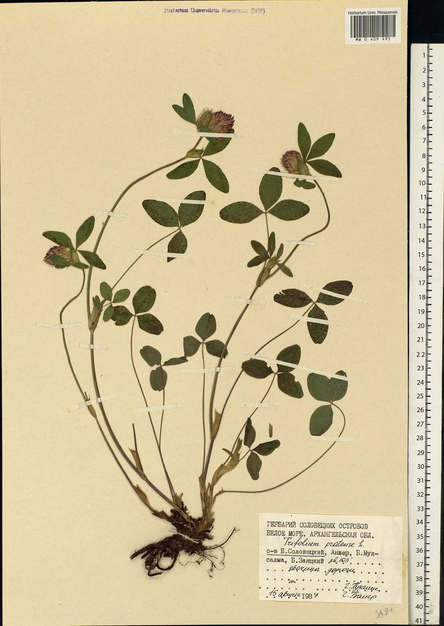 Trifolium pratense L., Eastern Europe, Northern region (E1) (Russia)