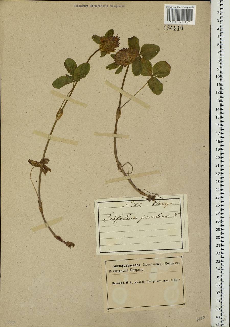 Trifolium pratense L., Eastern Europe, Northern region (E1) (Russia)