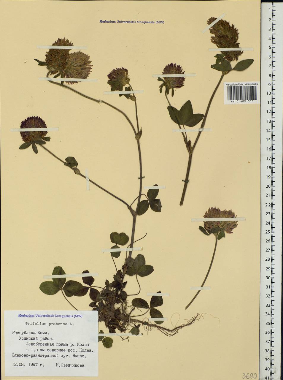 Trifolium pratense L., Eastern Europe, Northern region (E1) (Russia)