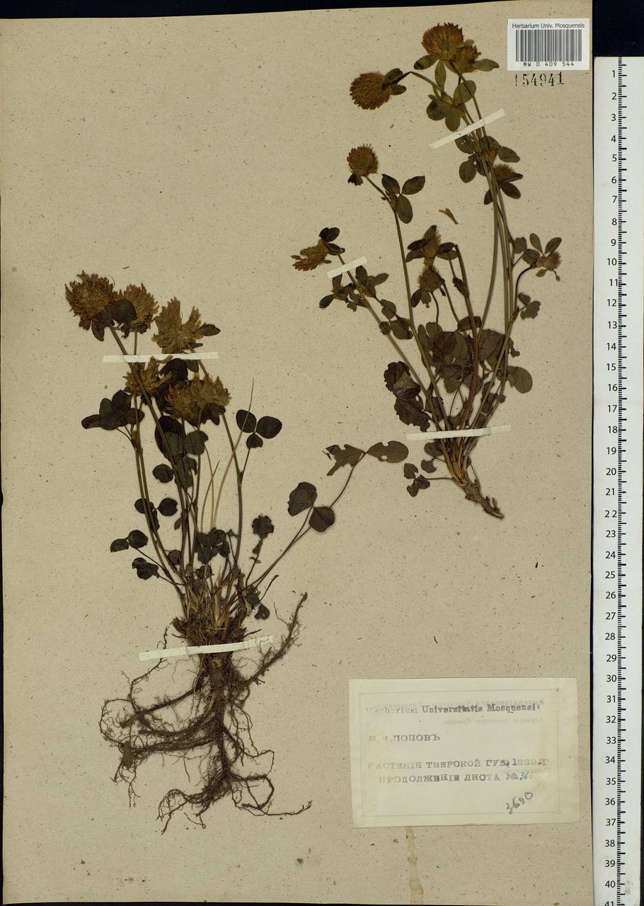 Trifolium pratense L., Eastern Europe, North-Western region (E2) (Russia)