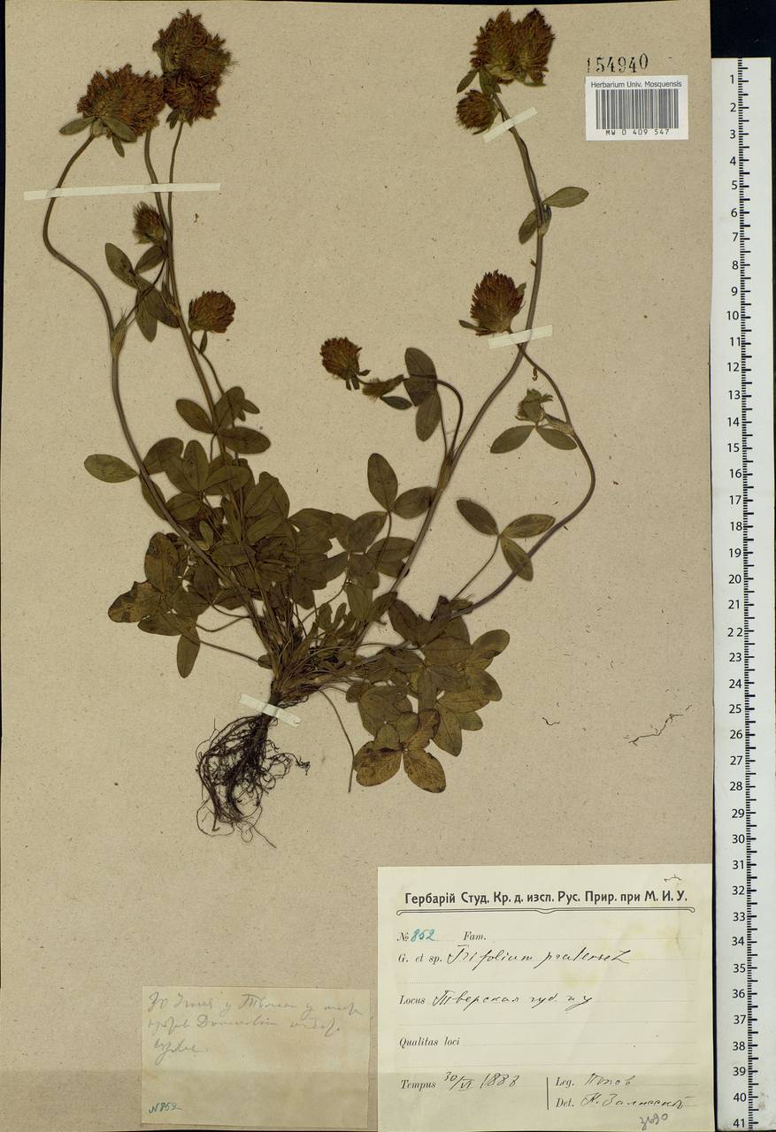 Trifolium pratense L., Eastern Europe, North-Western region (E2) (Russia)