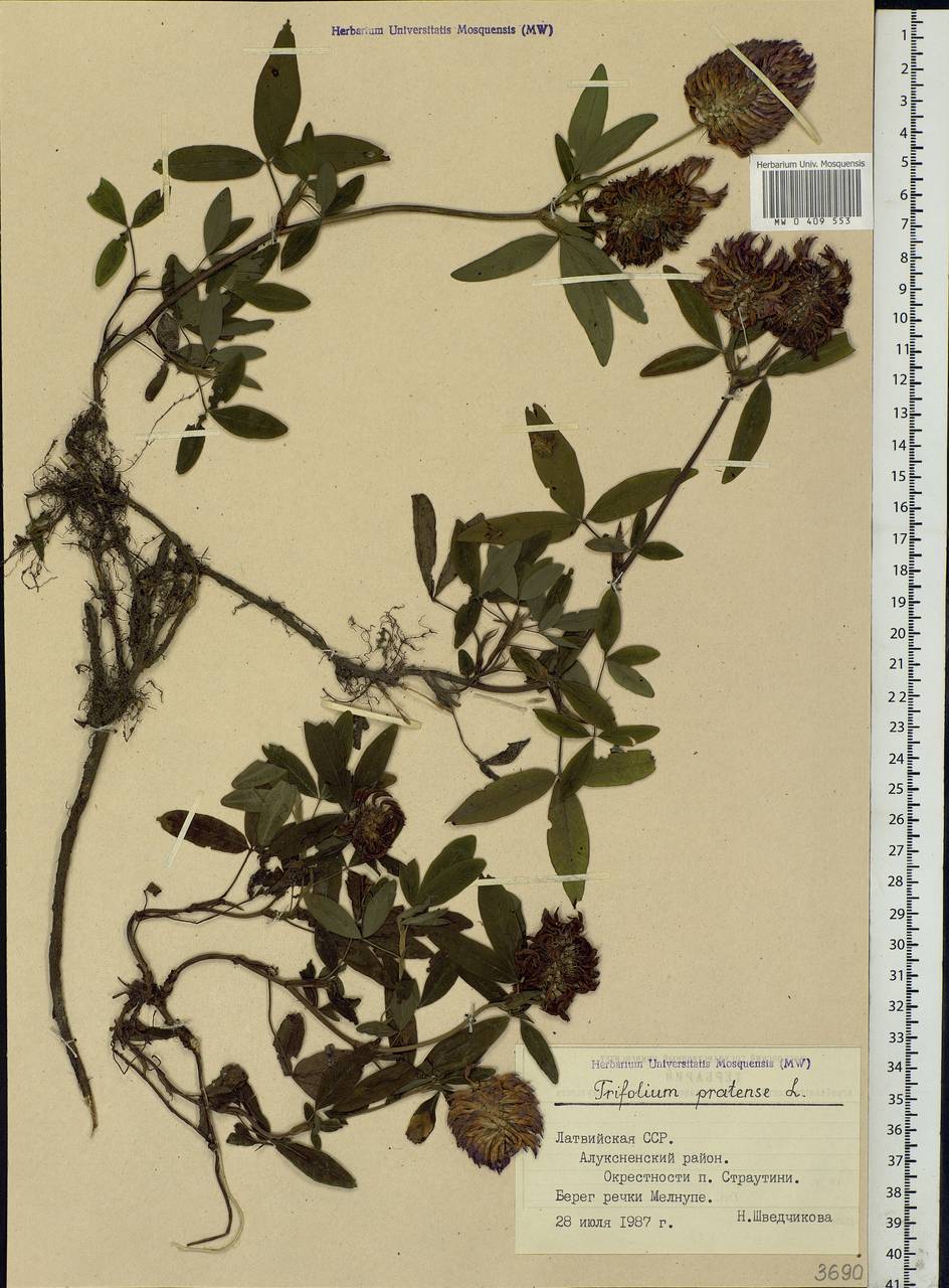 Trifolium pratense L., Eastern Europe, Latvia (E2b) (Latvia)