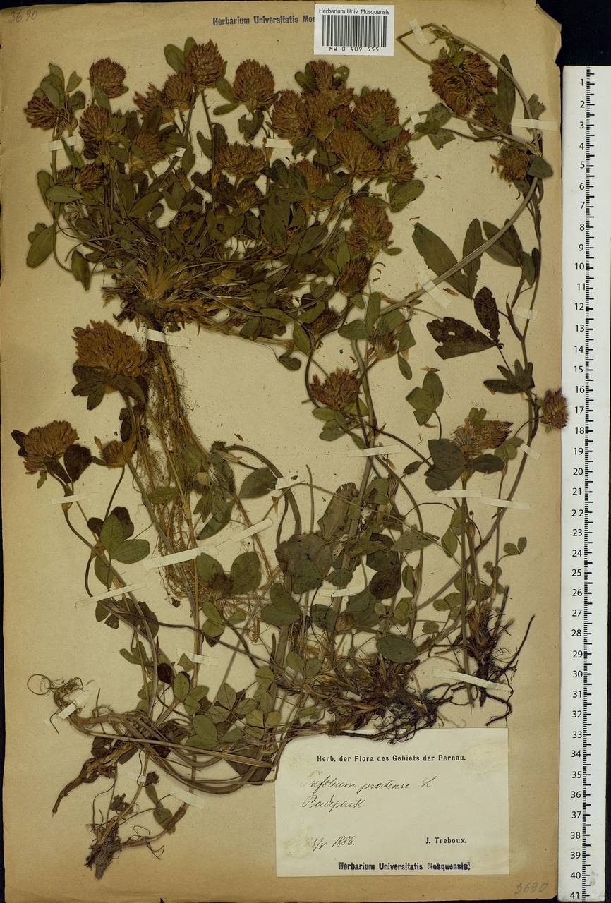 Trifolium pratense L., Eastern Europe, Estonia (E2c) (Estonia)