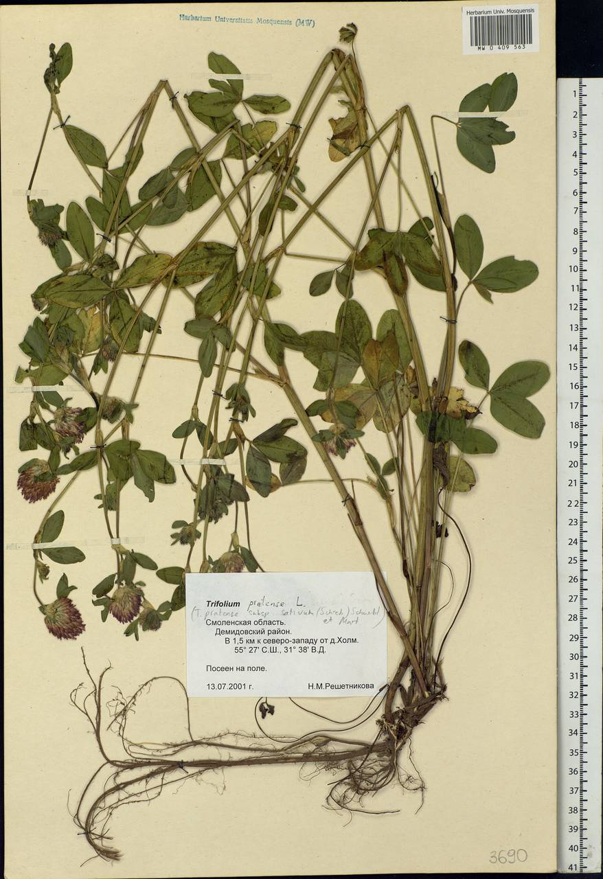 Trifolium pratense L., Eastern Europe, Western region (E3) (Russia)
