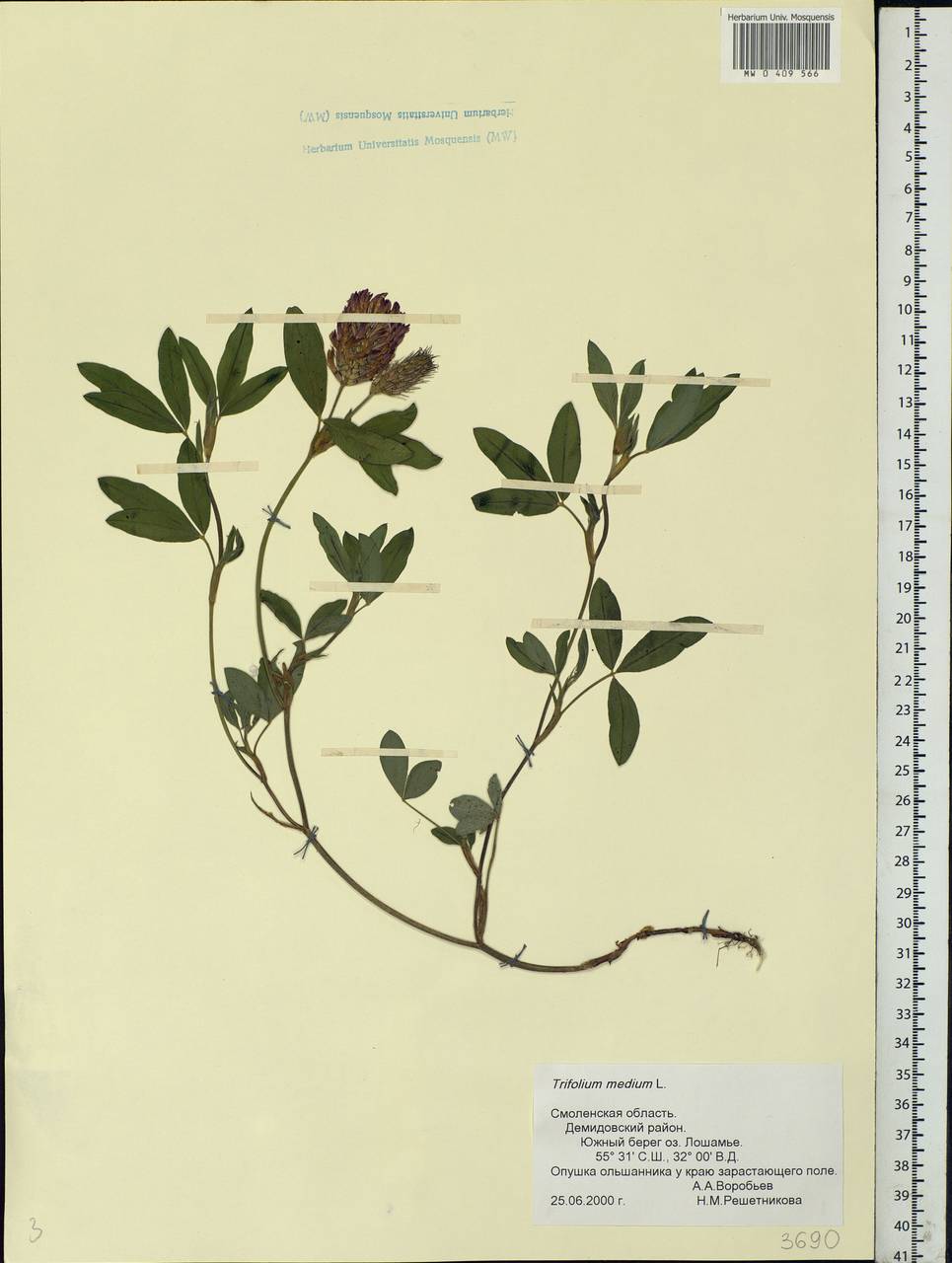 Trifolium pratense L., Eastern Europe, Western region (E3) (Russia)