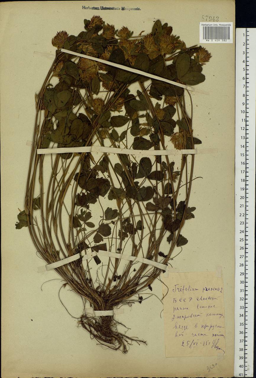 Trifolium pratense L., Eastern Europe, Belarus (E3a) (Belarus)
