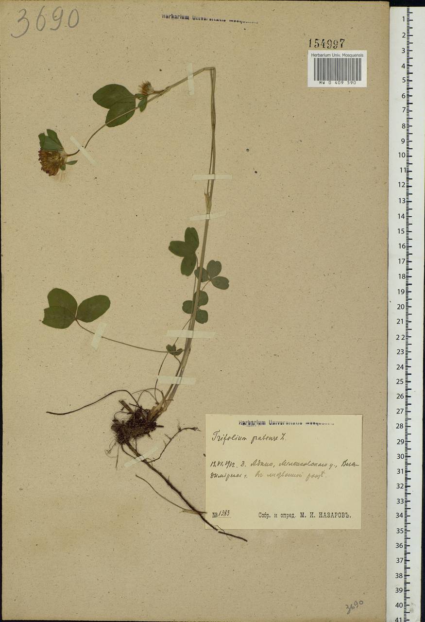 Trifolium pratense L., Eastern Europe, Central region (E4) (Russia)