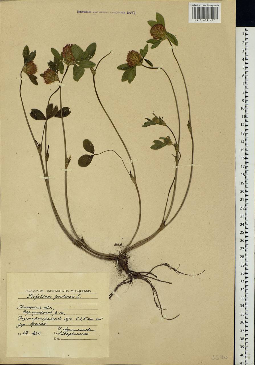 Trifolium pratense L., Eastern Europe, Moscow region (E4a) (Russia)