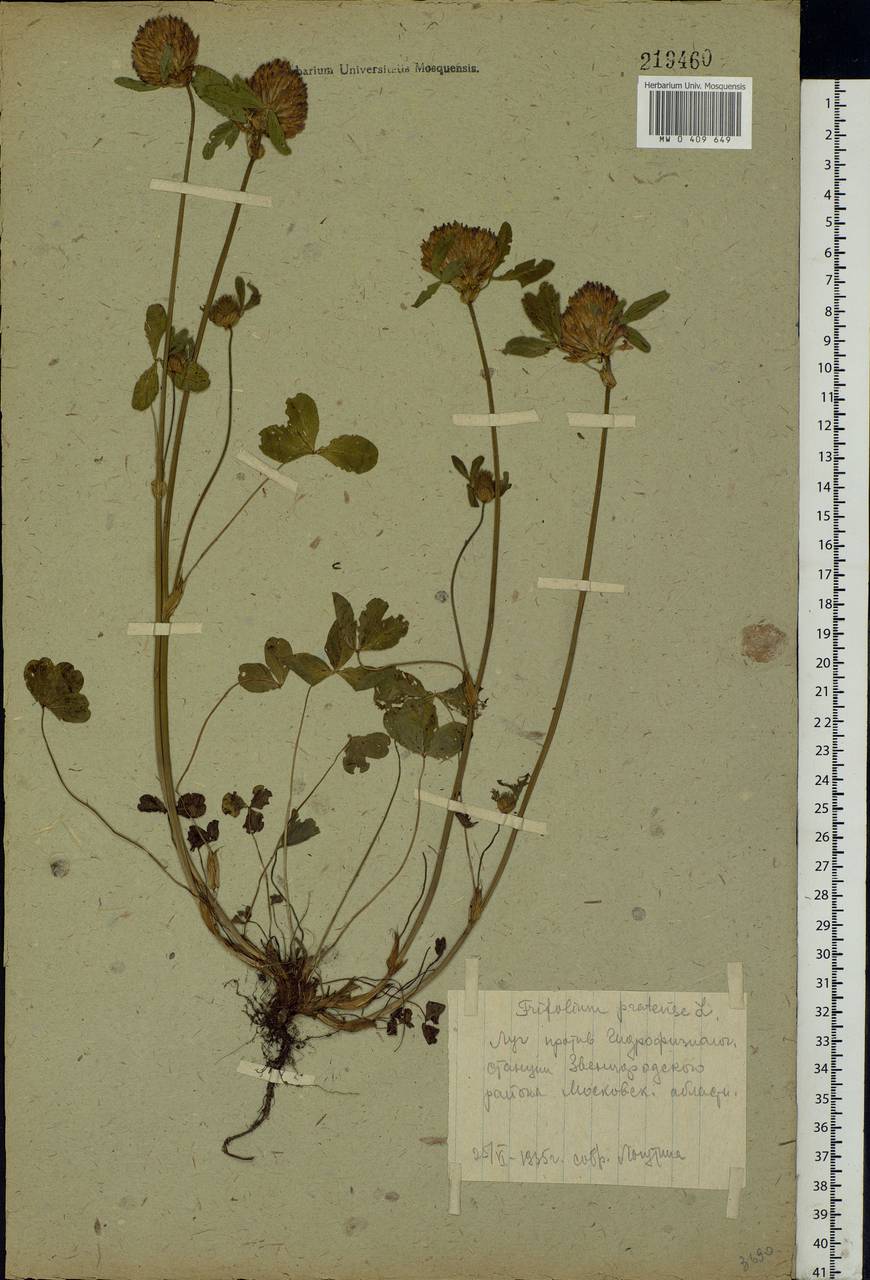 Trifolium pratense L., Eastern Europe, Moscow region (E4a) (Russia)