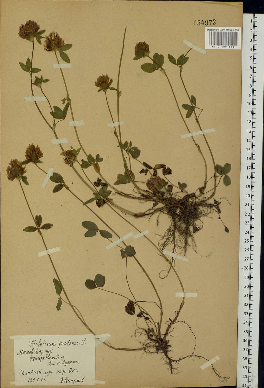 Trifolium pratense L., Eastern Europe, Moscow region (E4a) (Russia)