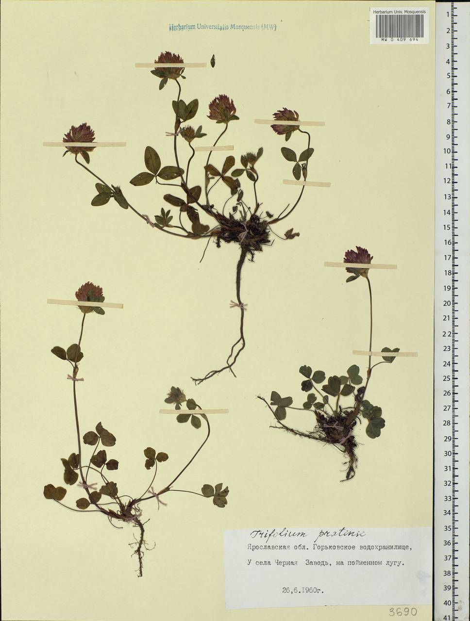 Trifolium pratense L., Eastern Europe, Central forest region (E5) (Russia)