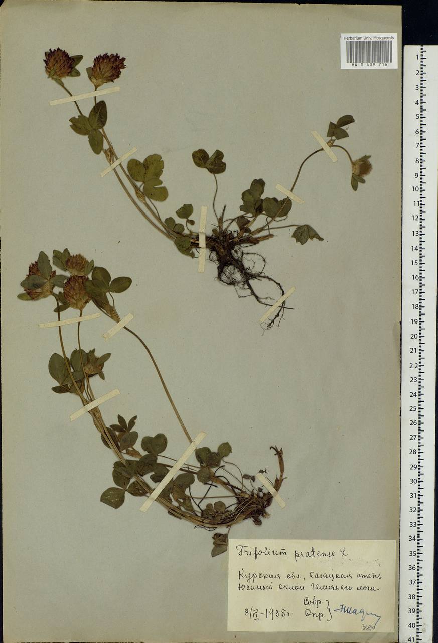 Trifolium pratense L., Eastern Europe, Central forest-and-steppe region (E6) (Russia)