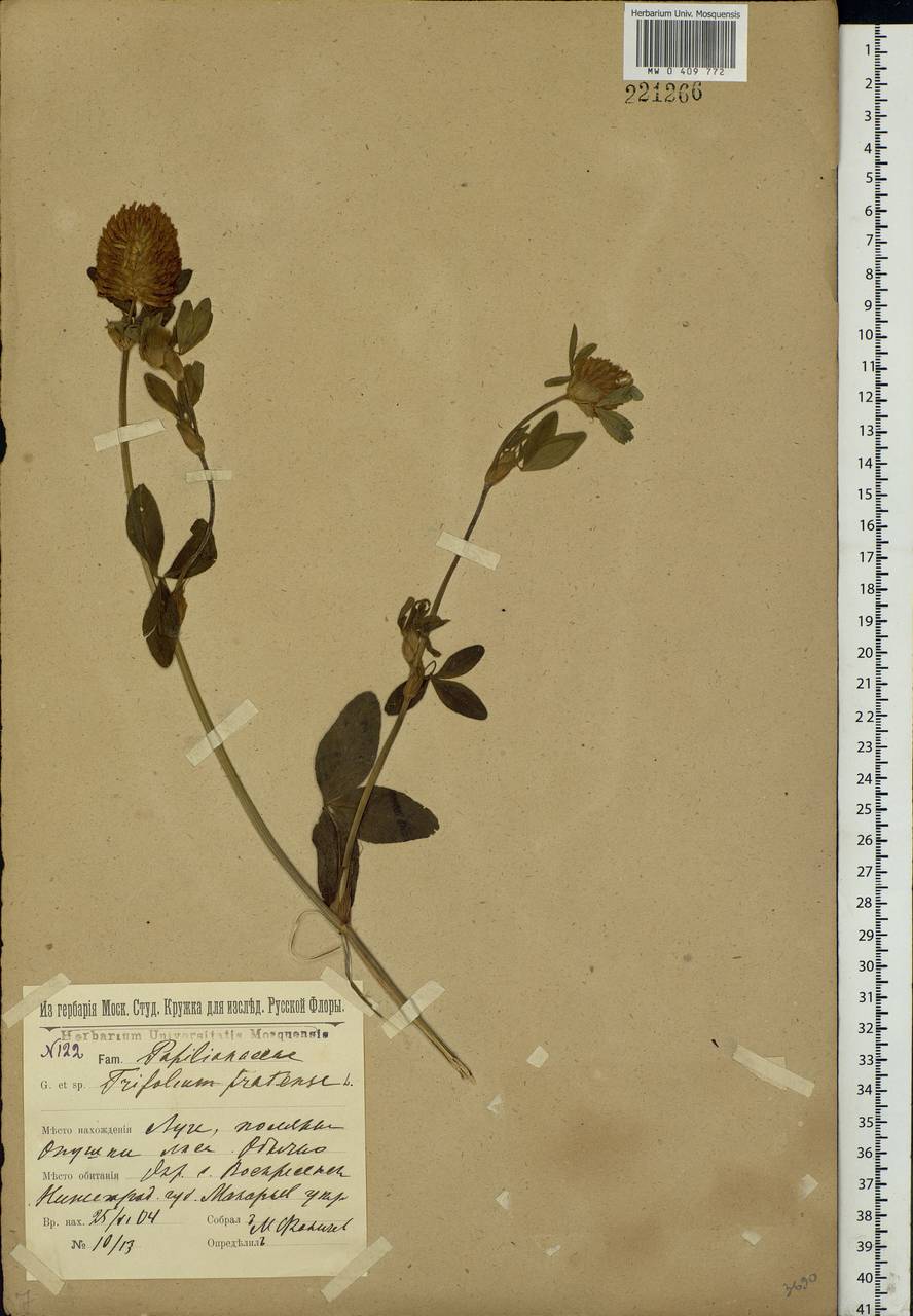 Trifolium pratense L., Eastern Europe, Volga-Kama region (E7) (Russia)