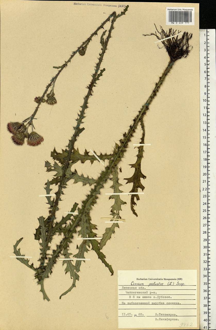 Cirsium palustre (L.) Scop., Eastern Europe, Central forest-and-steppe region (E6) (Russia)