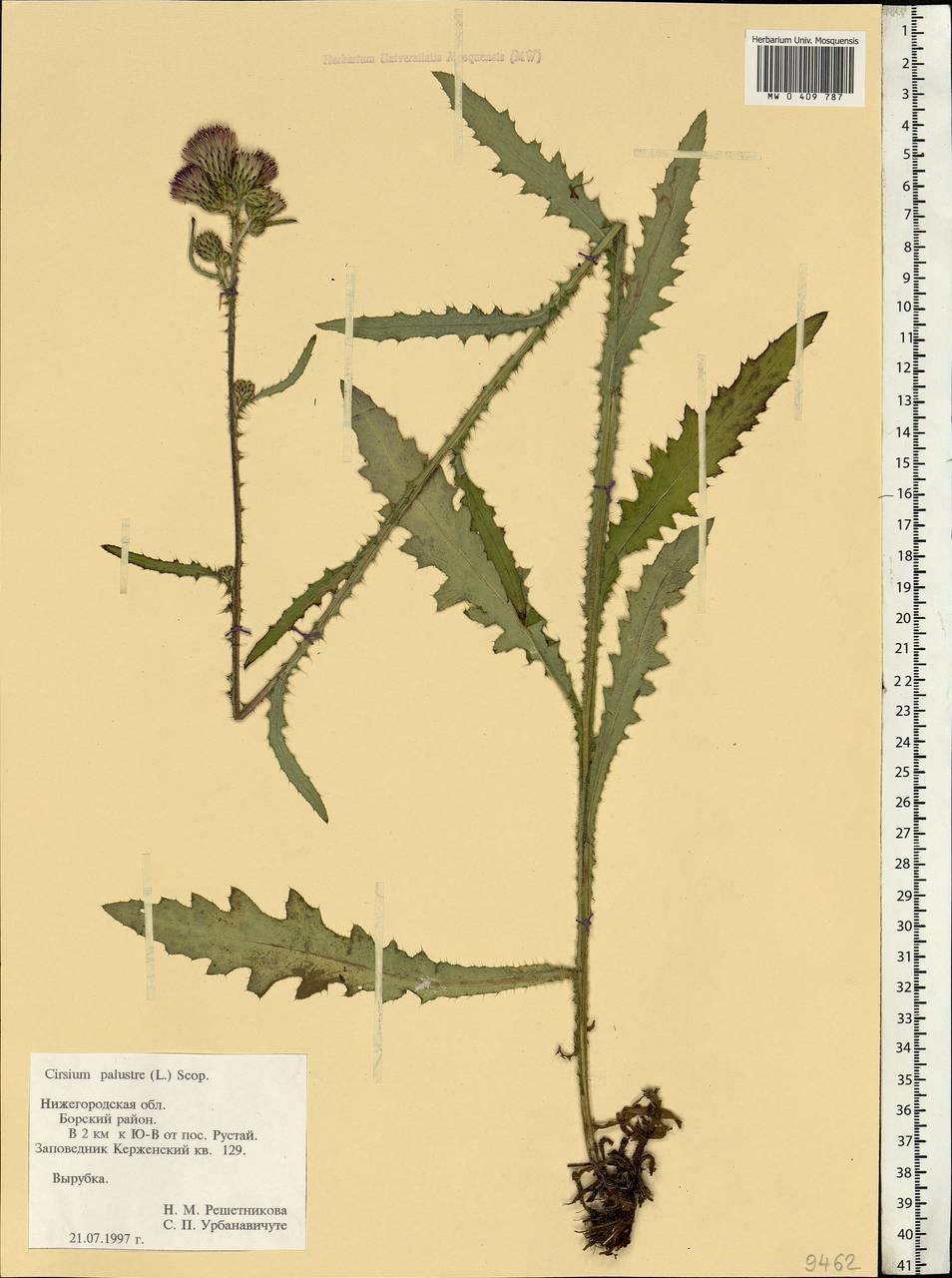 Cirsium palustre (L.) Scop., Eastern Europe, Volga-Kama region (E7) (Russia)