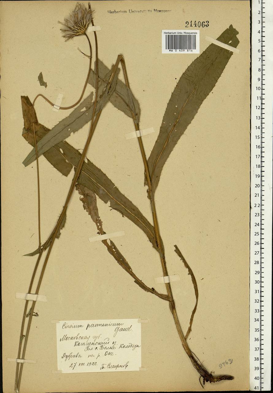 Cirsium pannonicum (L. fil.) Link, Eastern Europe, Moscow region (E4a) (Russia)