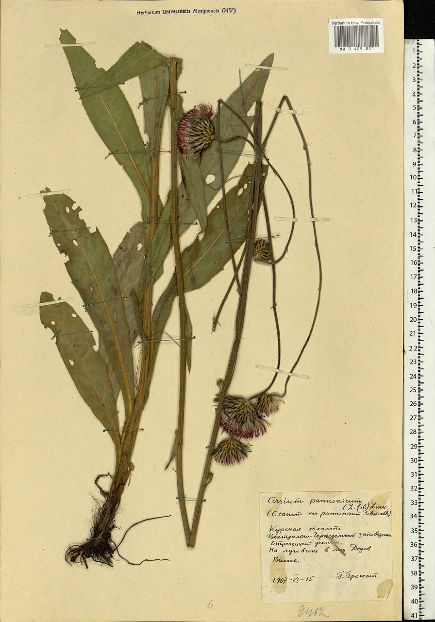 Cirsium pannonicum (L. fil.) Link, Eastern Europe, Central forest-and-steppe region (E6) (Russia)
