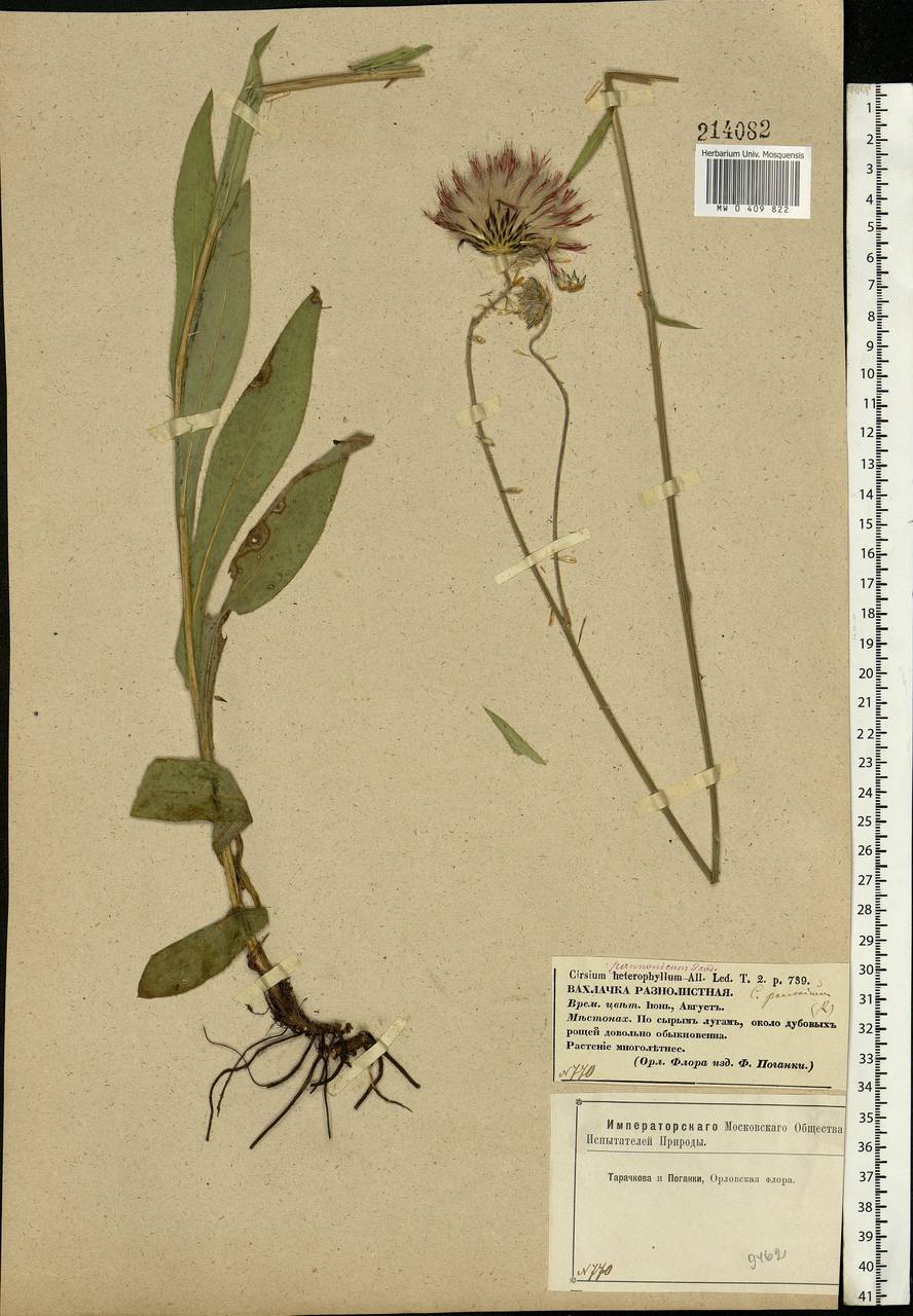 Cirsium pannonicum (L. fil.) Link, Eastern Europe, Central forest-and-steppe region (E6) (Russia)