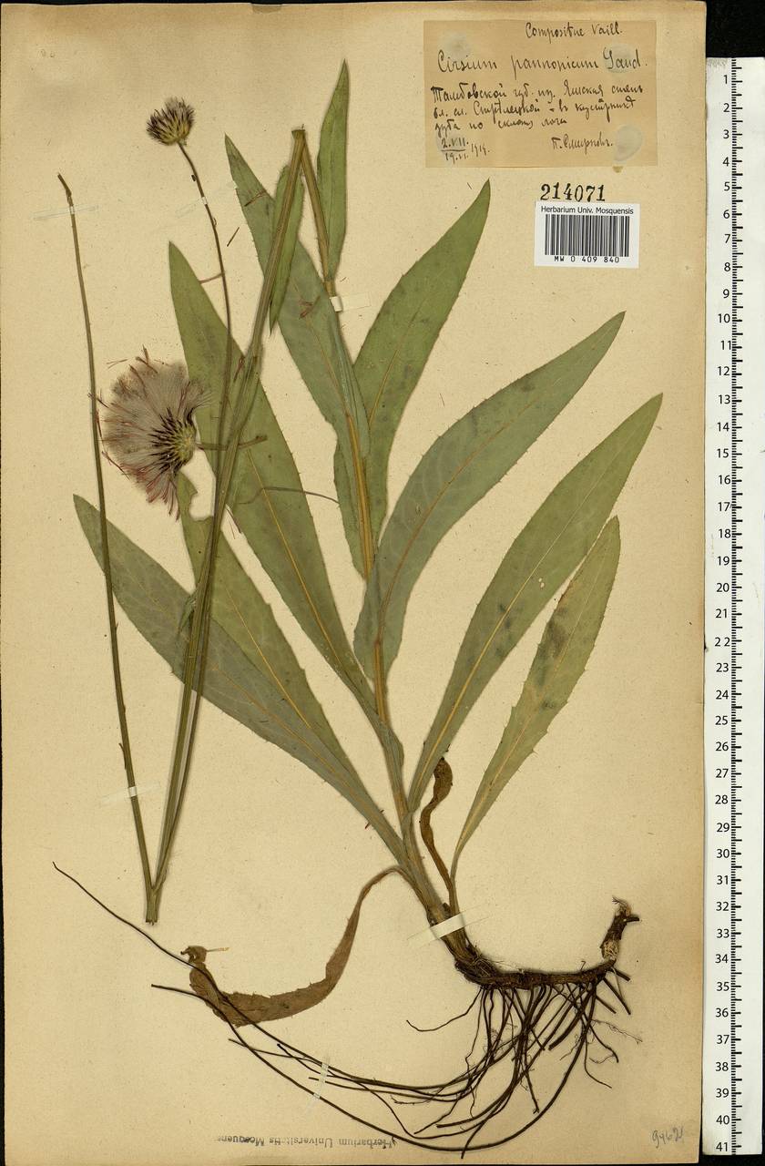 Cirsium pannonicum (L. fil.) Link, Eastern Europe, Central forest-and-steppe region (E6) (Russia)