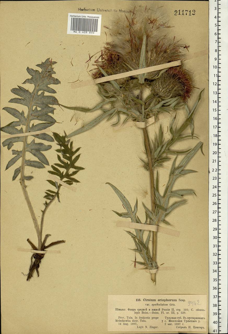 Lophiolepis decussata (Janka) Del Guacchio, Bures, Iamonico & P. Caputo, Eastern Europe, Central region (E4) (Russia)